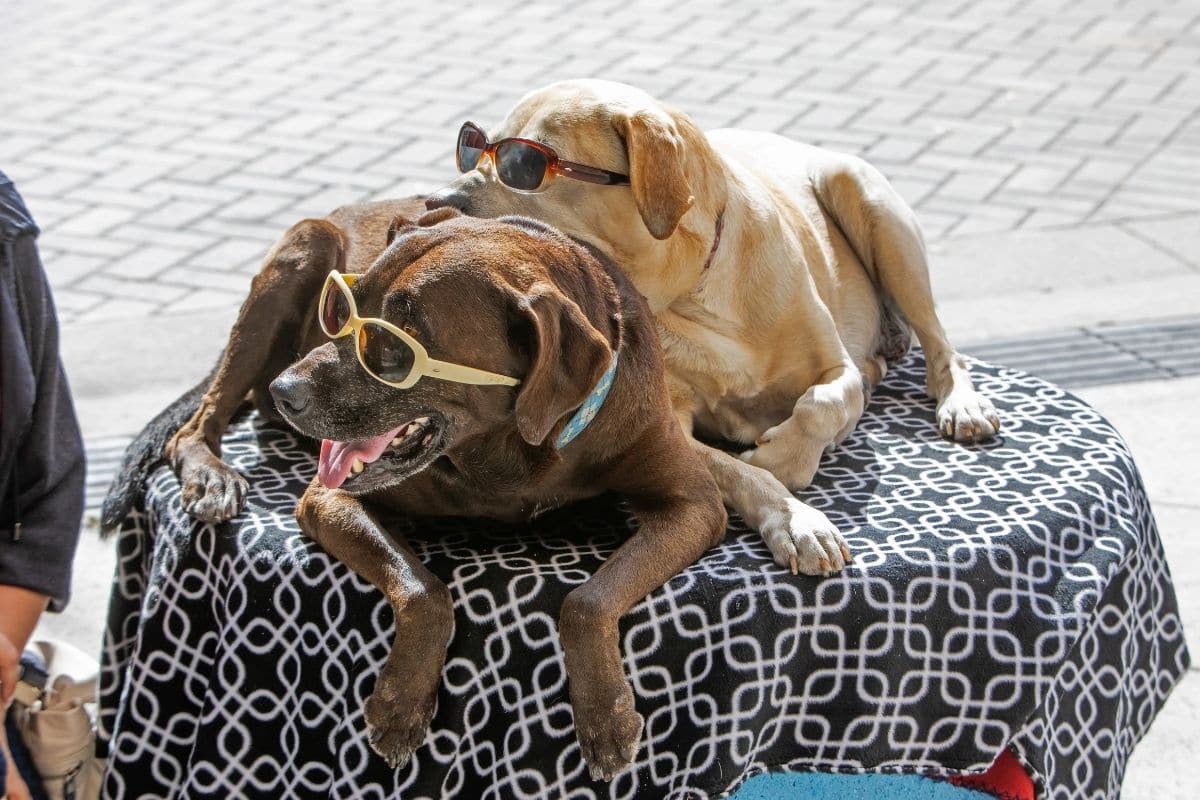 Tan and brown dogs with sunglases lying on the table with table cloth