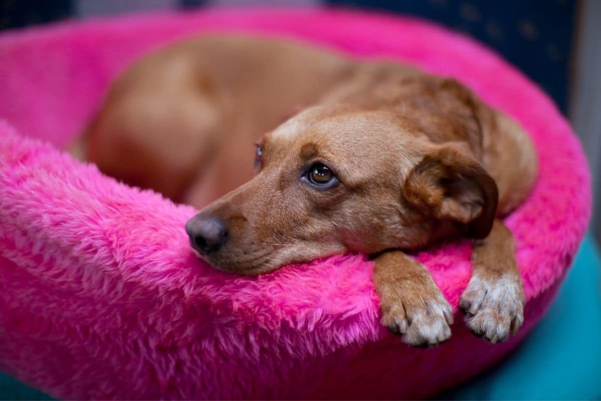 Brown female pup lying in pink basket
