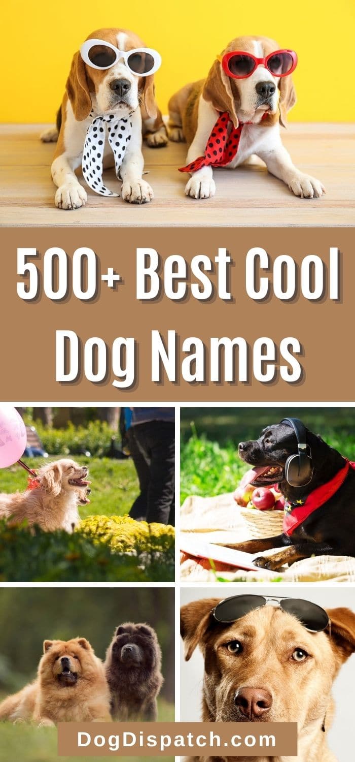 500+ Best Cool Dog Names (2022 Updated) - Dog Dispatch