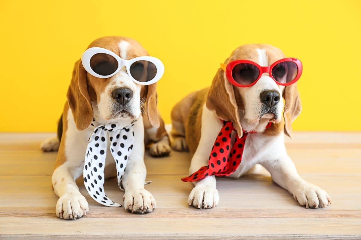 Two Beagles with sunglasses and scarfs lying on the wooden floor
