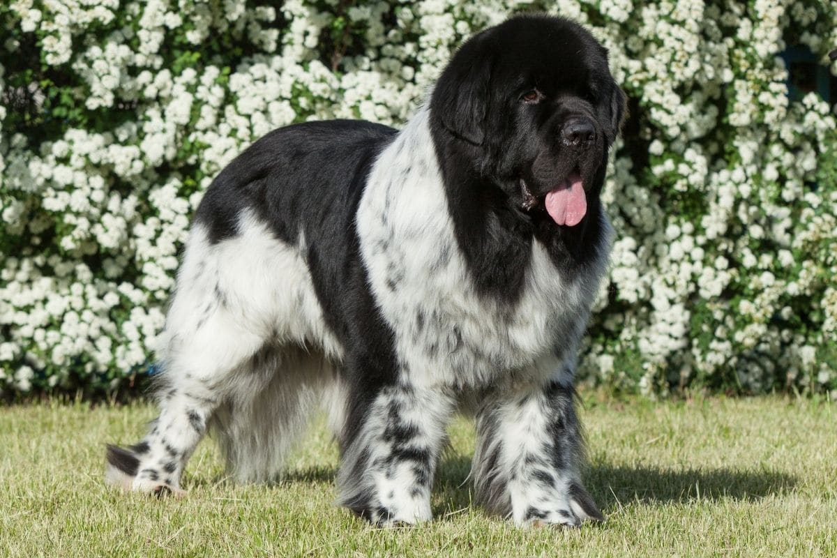 Black and White Newfoundland standing on the grass