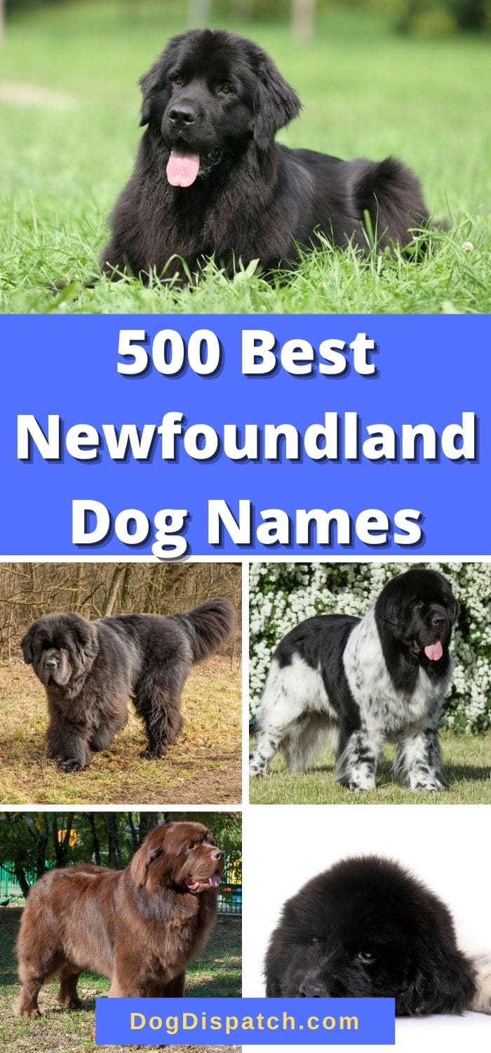 500 Best Newfoundland Dog Names (2022 Updated) - Dog Dispatch