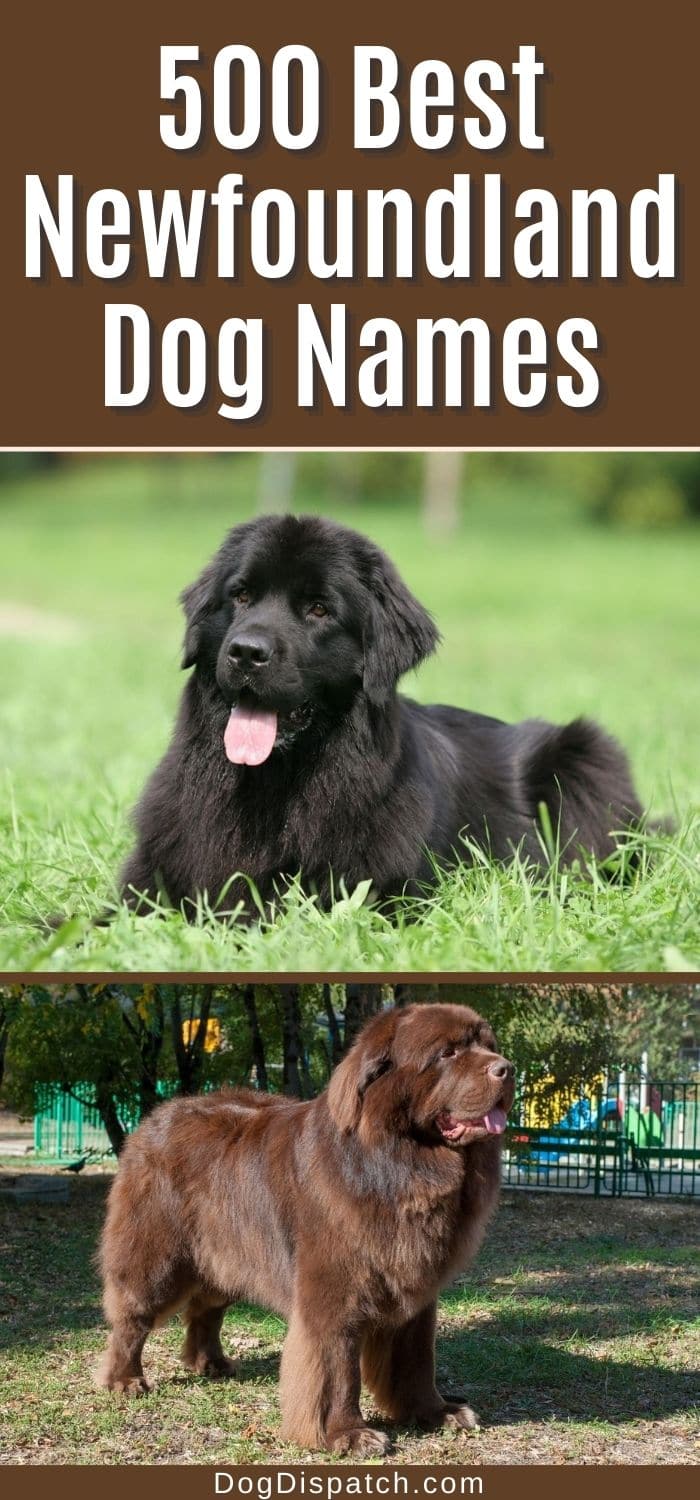 500 Best Newfoundland Dog Names (2022 Updated) - Dog Dispatch