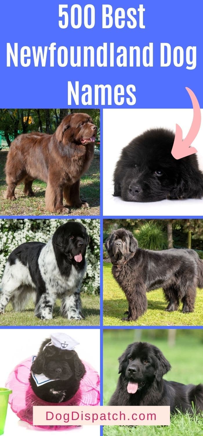 500 Best Newfoundland Dog Names (2022 Updated) - Dog Dispatch