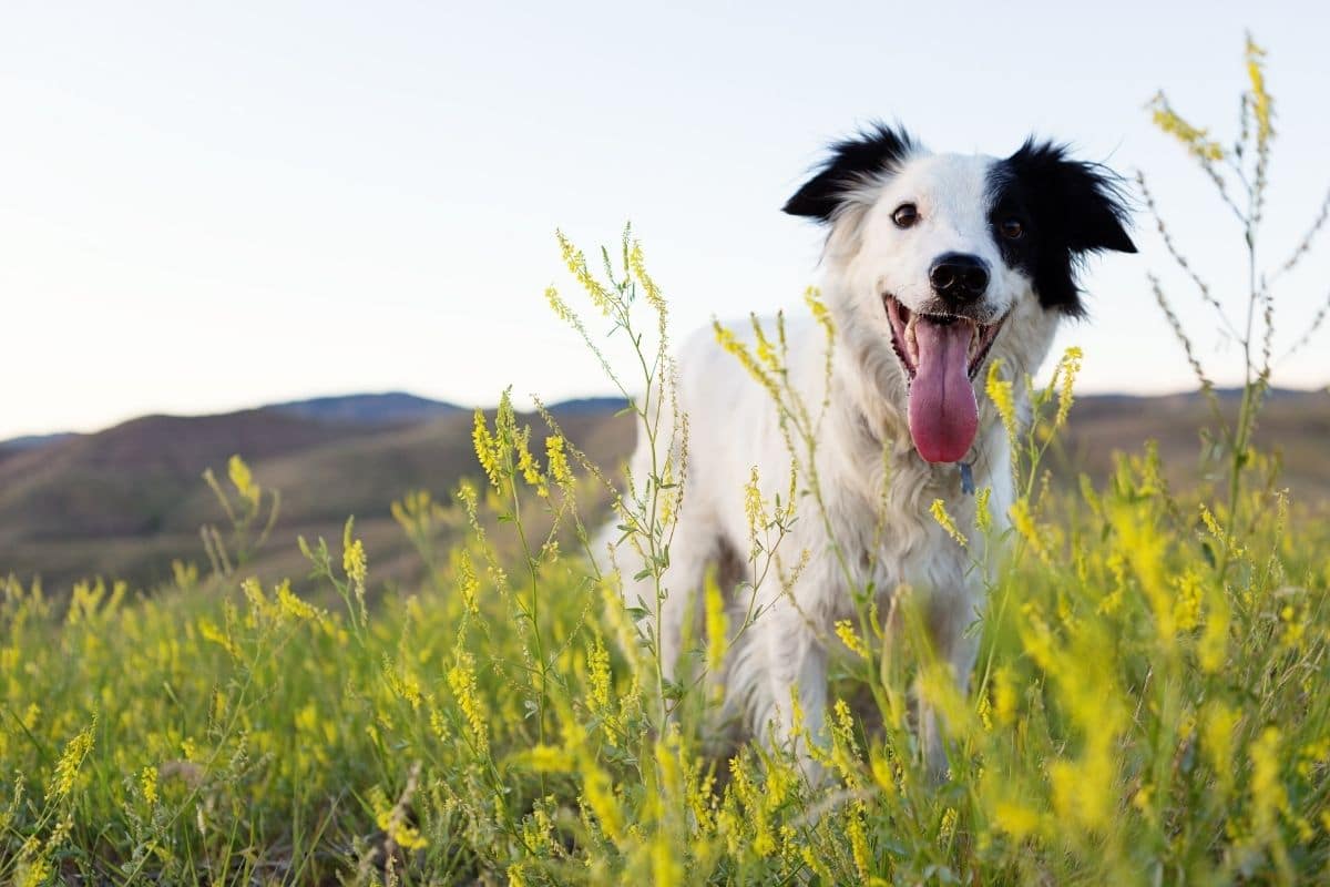 White and black Border Collie staning on the grass field