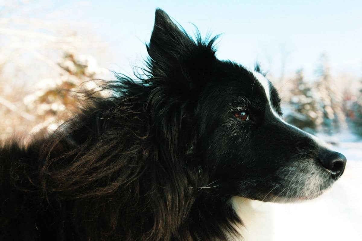 Awesome Border Collie portrait with snowy background