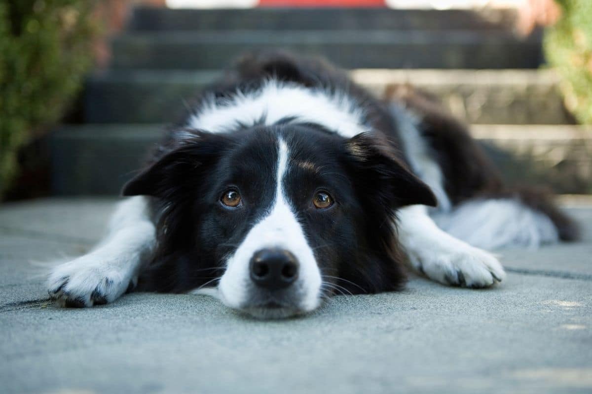 Black Border Collie lying in front of stairs