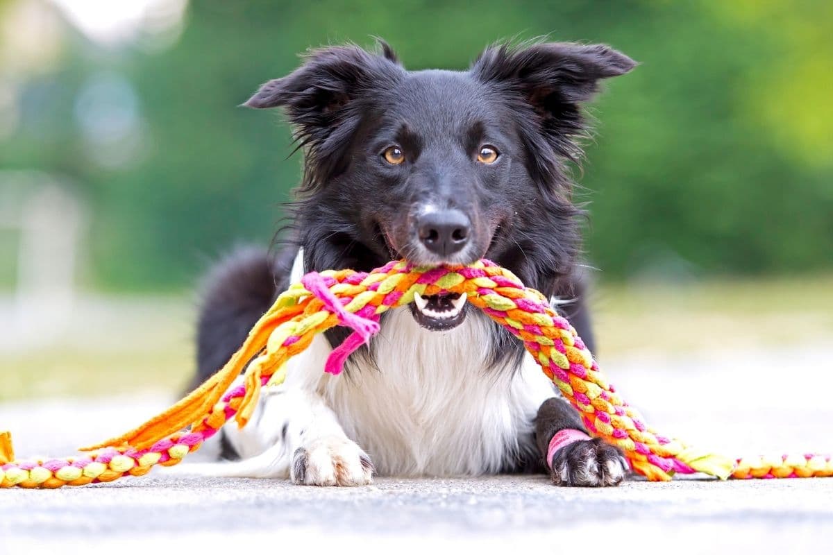 Lying black Border Collie with rope in the mouth