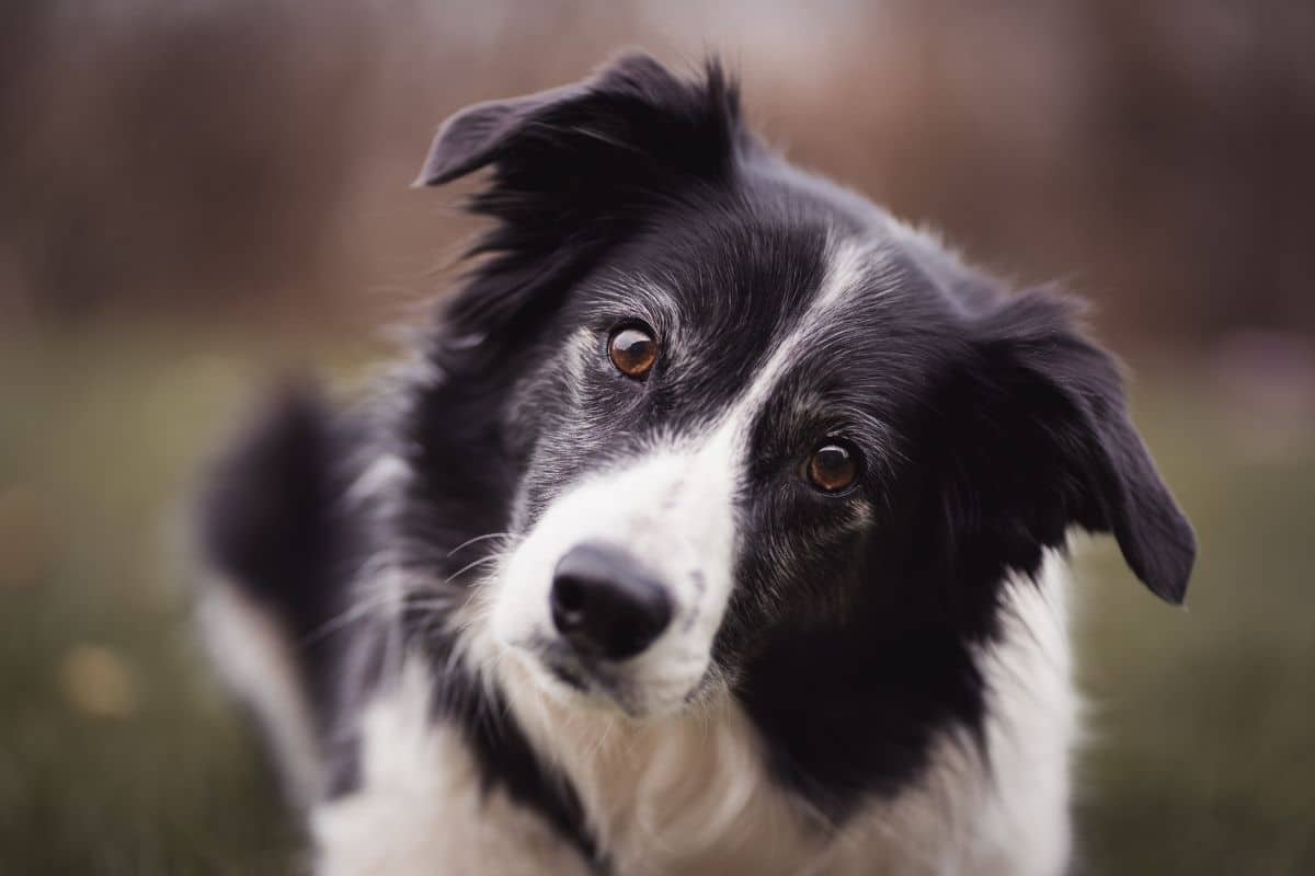 Black Border Collie directly looking into camera