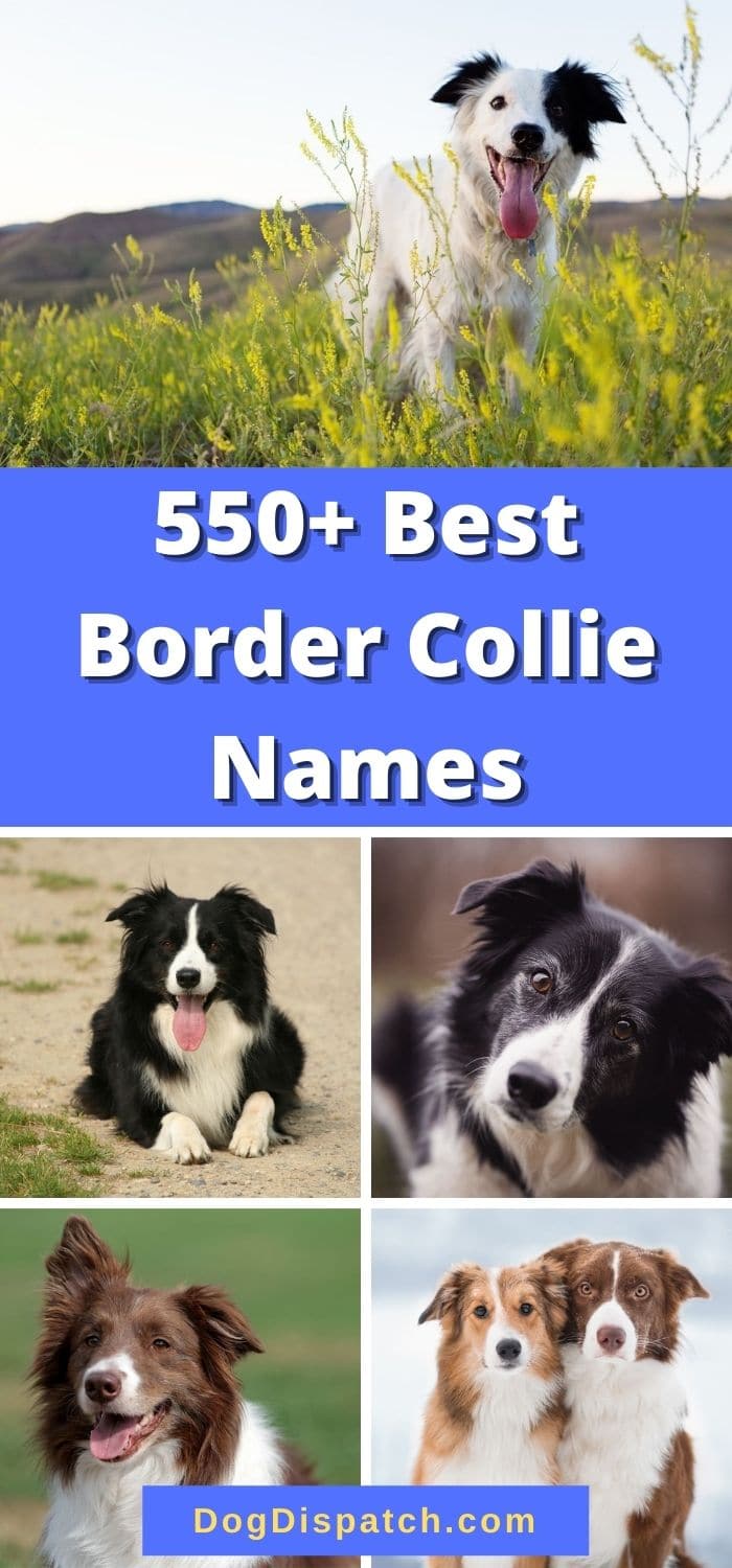 550+ Best Border Collie Names (2022 Updated) - Dog Dispatch