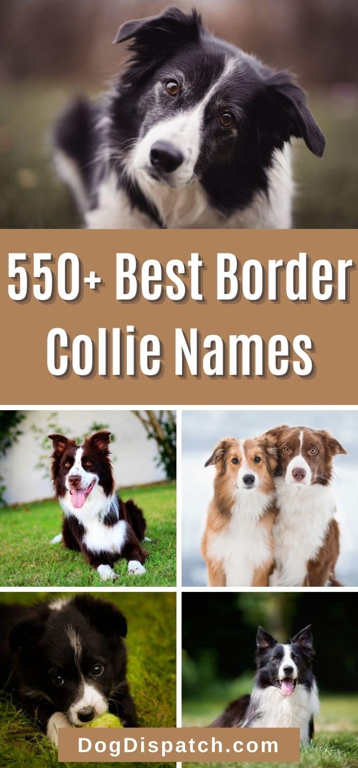 550+ Best Border Collie Names (2022 Updated) - Dog Dispatch