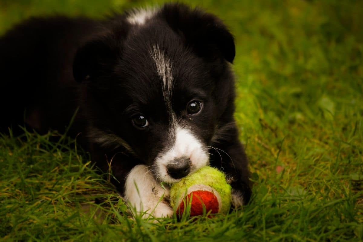 Border Collie pupppy lying on the grass and chewing tennis ball