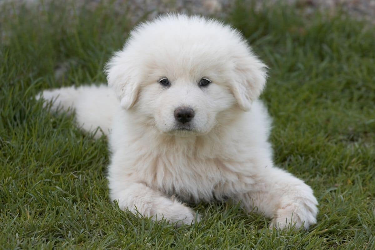 Greaty Pyrenees white puppy lying on green grass