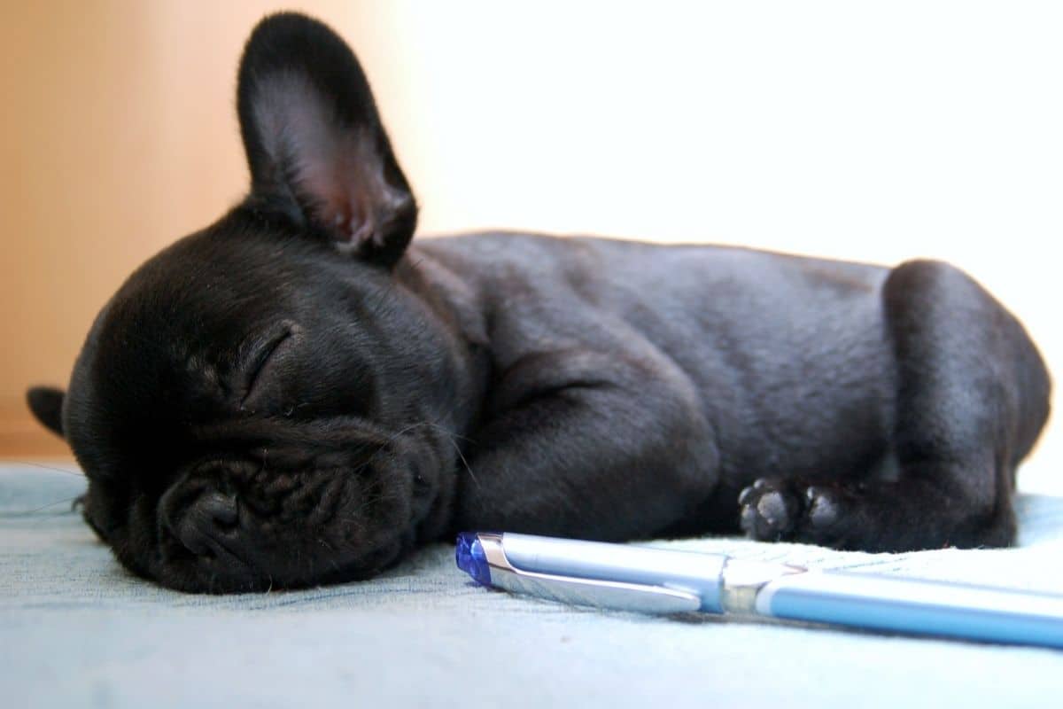 black cute French Bulldog puppy sleeping next to pen