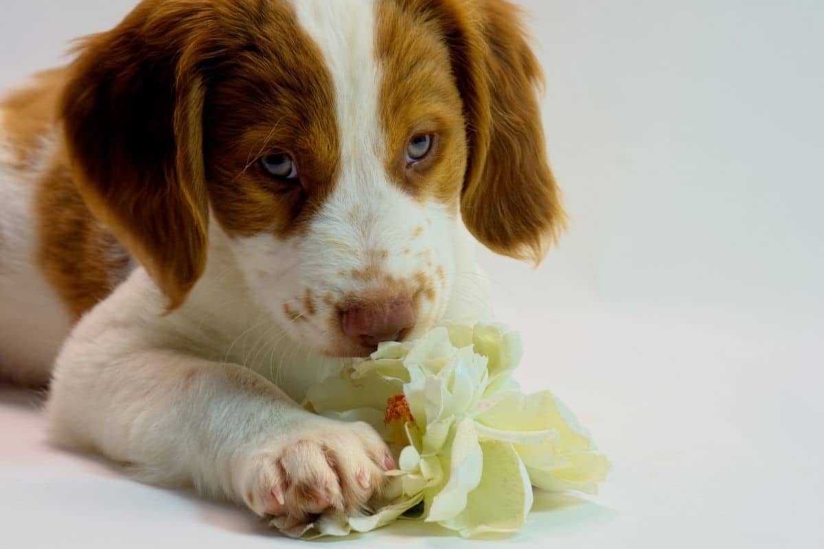 Cute french dog puppey chewing on flower, white background