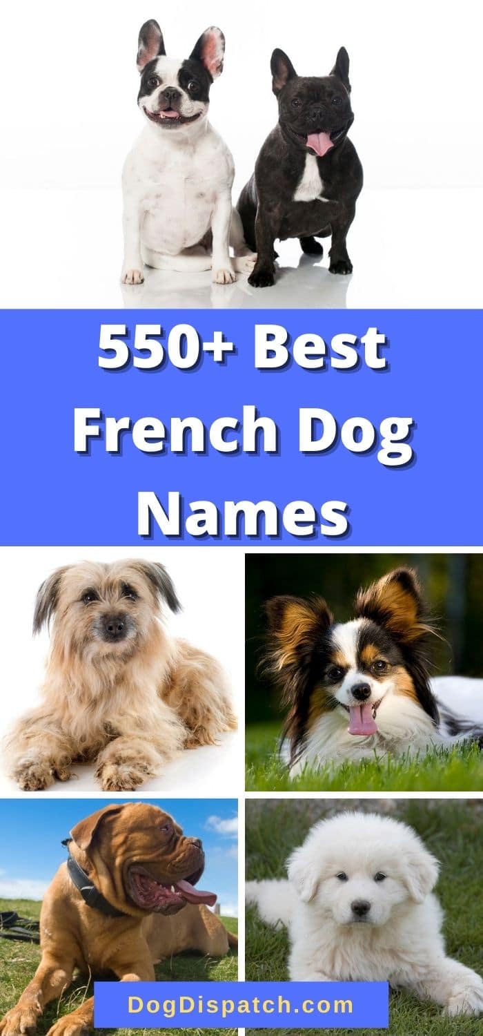 550+ Best French Dog Names (2022 Updated) - Dog Dispatch