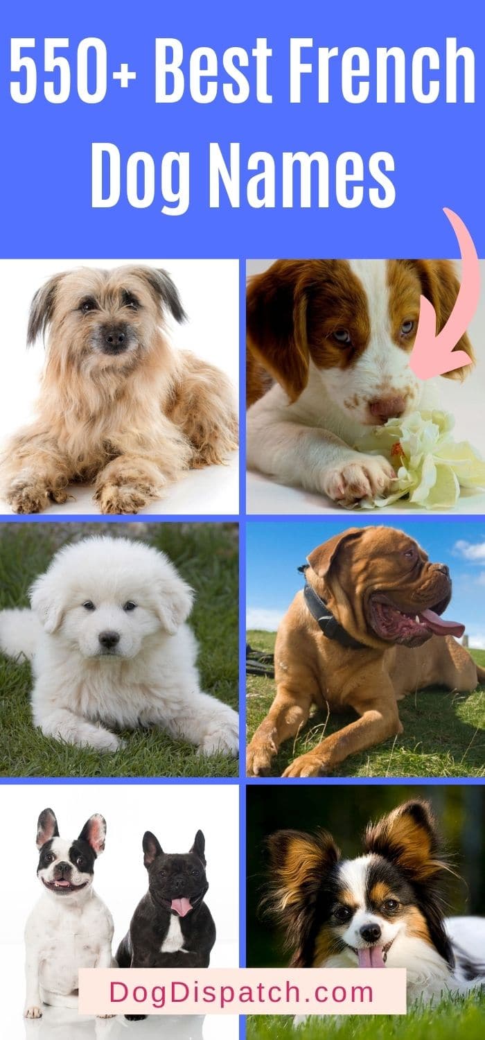 550 Best French Dog Names P4 