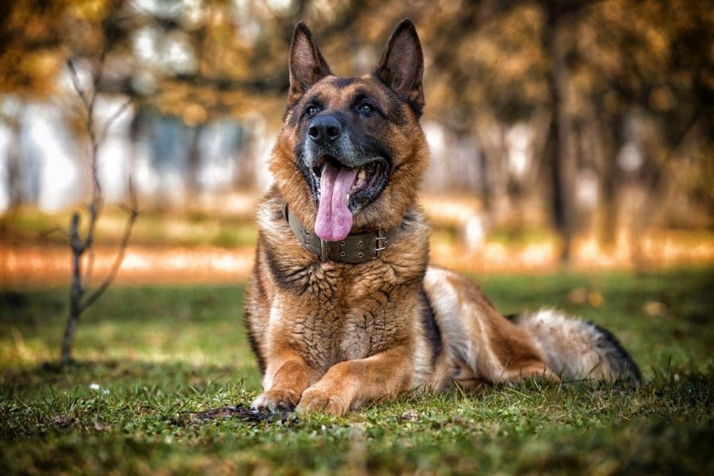 550+ Best German Dog Names (2022 Updated) - Dog Dispatch