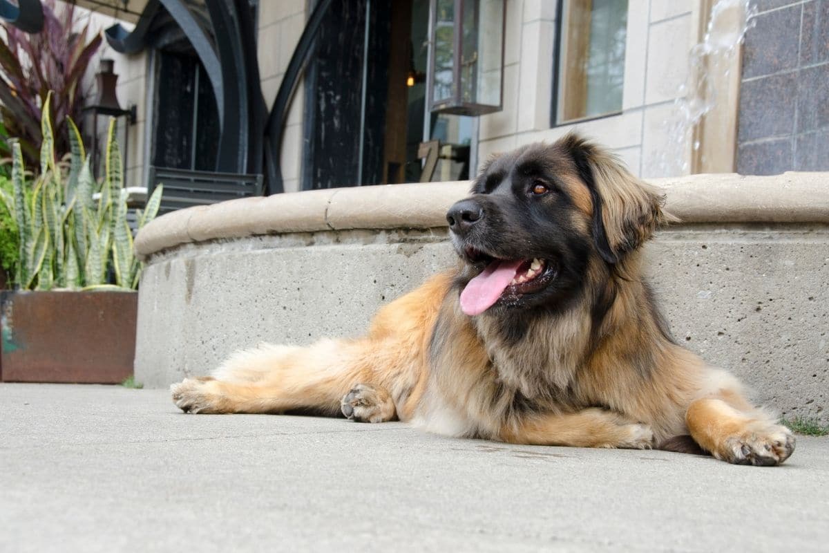 Fluffy Leonberger lying on concrete sidewalk infront of house
