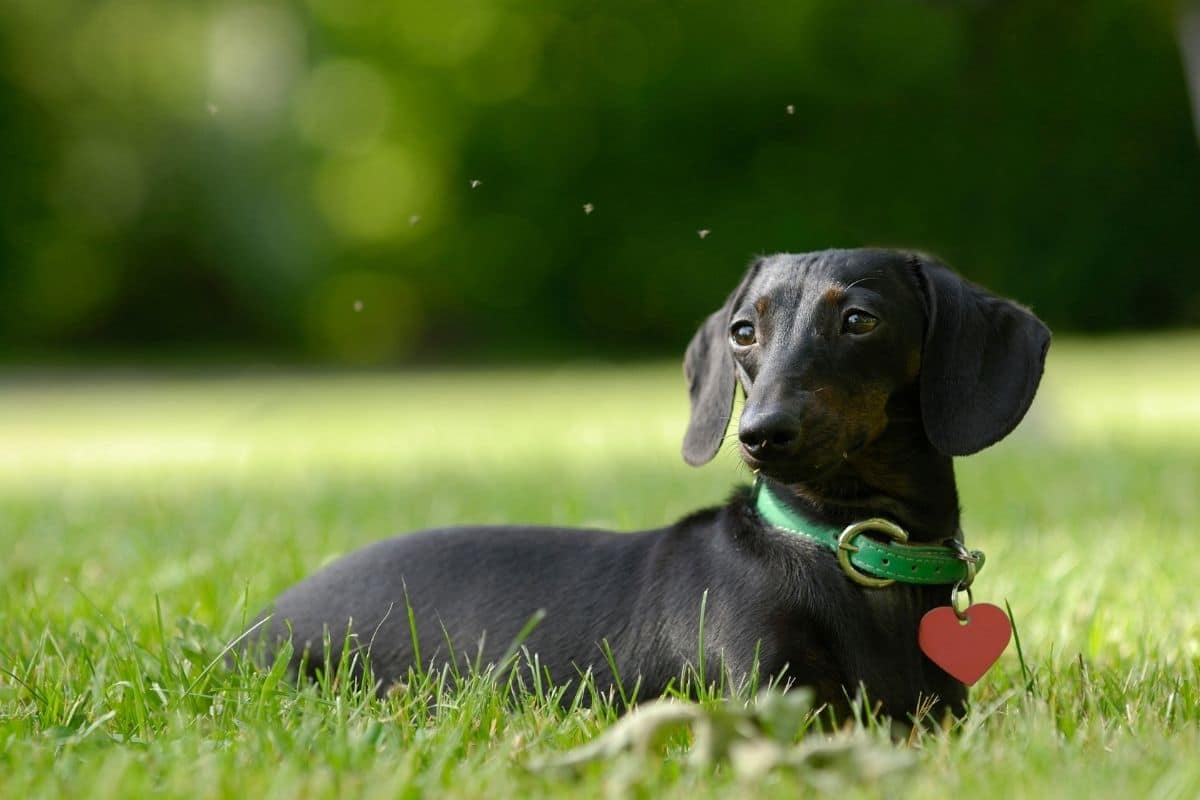 Female black Daschund with green collar and red heart lying in the green grass