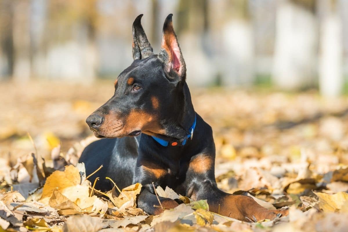 Young Doberman with blue collar lying on the leaves