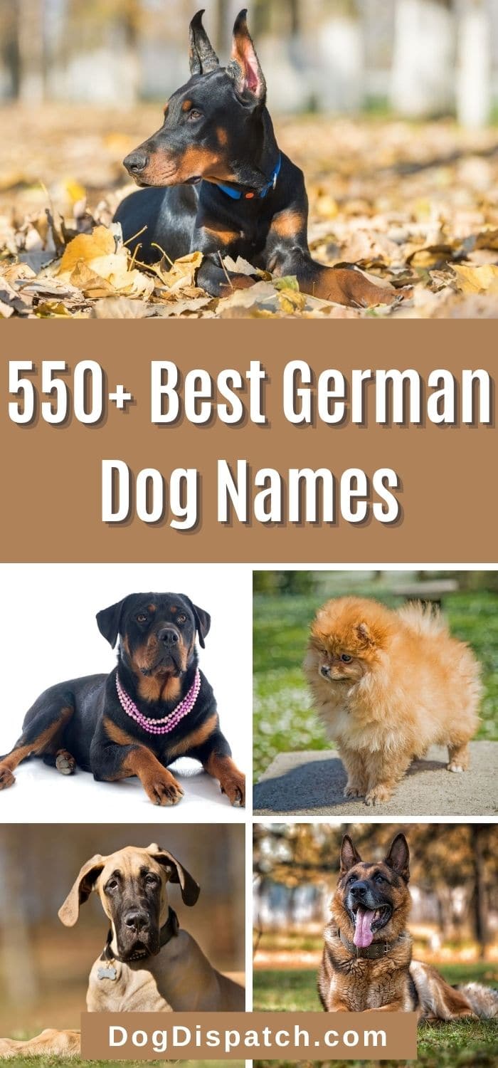 550-best-german-dog-names-2022-updated-dog-dispatch