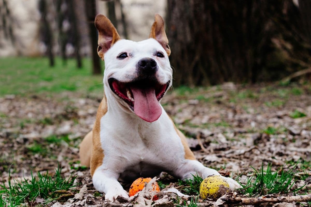 Smiling brown white dog with two playing balls sitting on forest on leaves