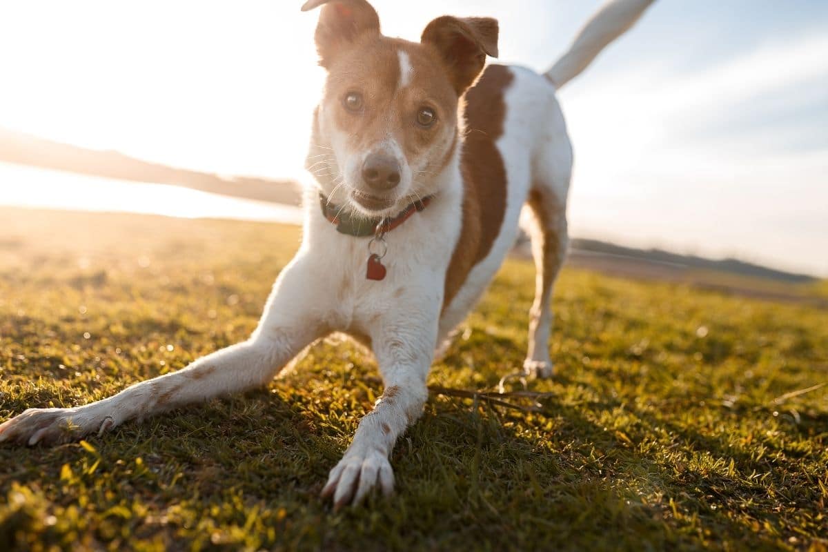 Energic looking brown white dog on green grass at sunset