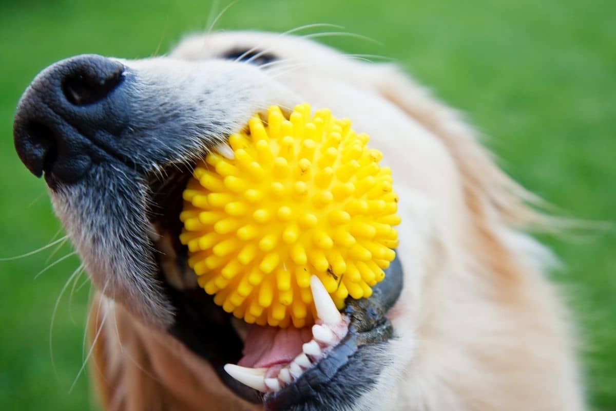 Close shot of dog with yellow ball in mouth