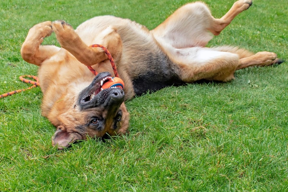 Lying and rolling GSD playing with ball and rope on green grass