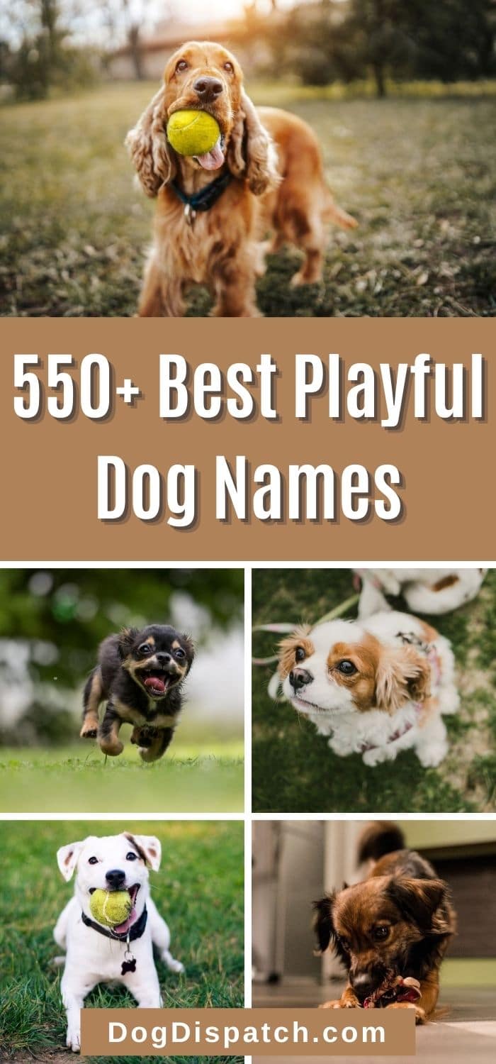 550+ Best Playful Dog Names (2022 Updated) - Dog Dispatch