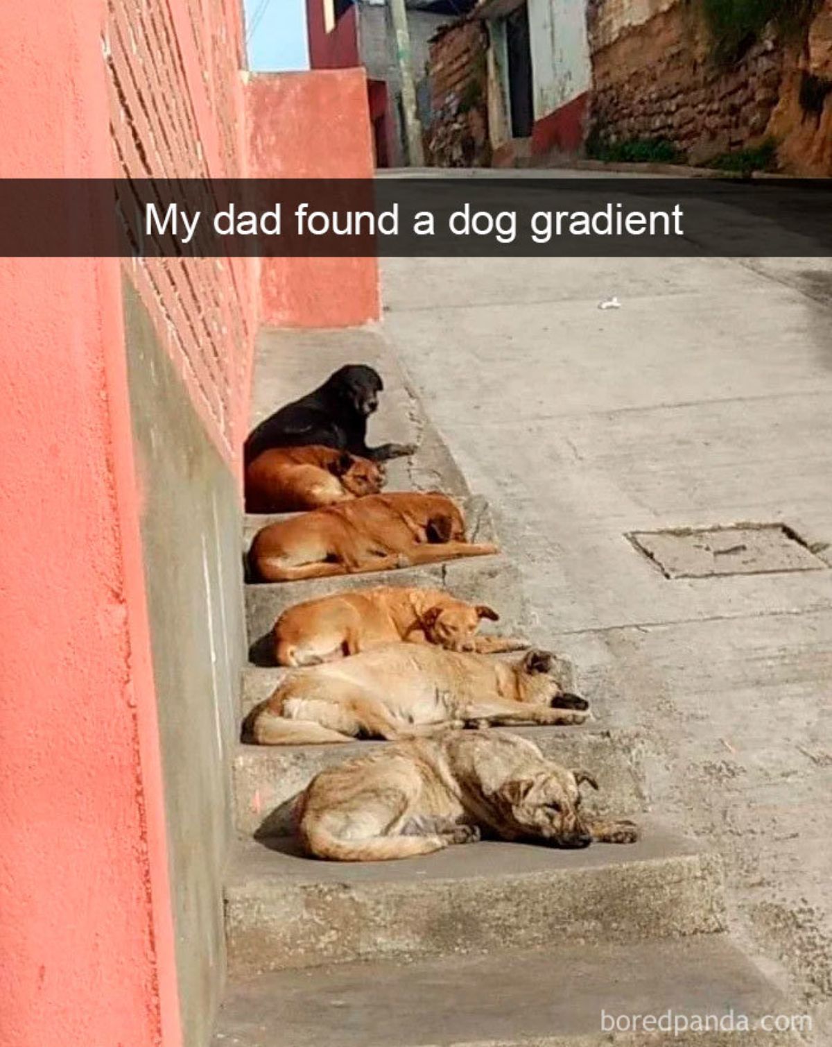 6 dogs laying on grey stairs in order of their colours ranging from black to dark brown to light brown with the caption saying my dad found a dog gradient