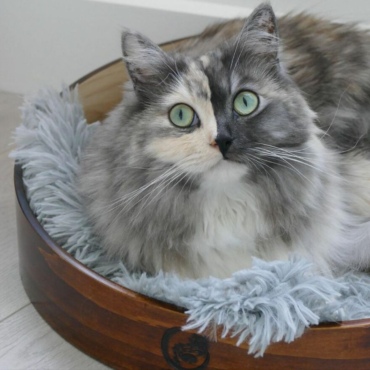 fluffy cat with right side of face being grey and left side being black laying on a blue blanket in a wooden cat bed