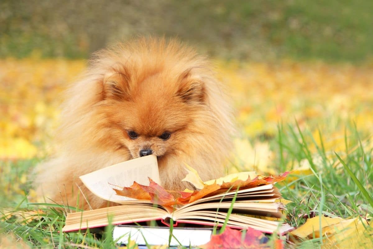 Tan Pomeranian reading book with leaves, sitting on grass with leaves