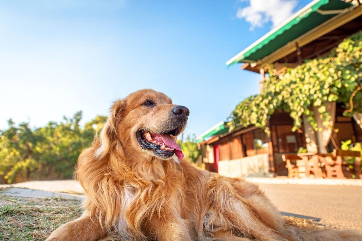 Smiling Golden Retriever lying on the grass infront of house