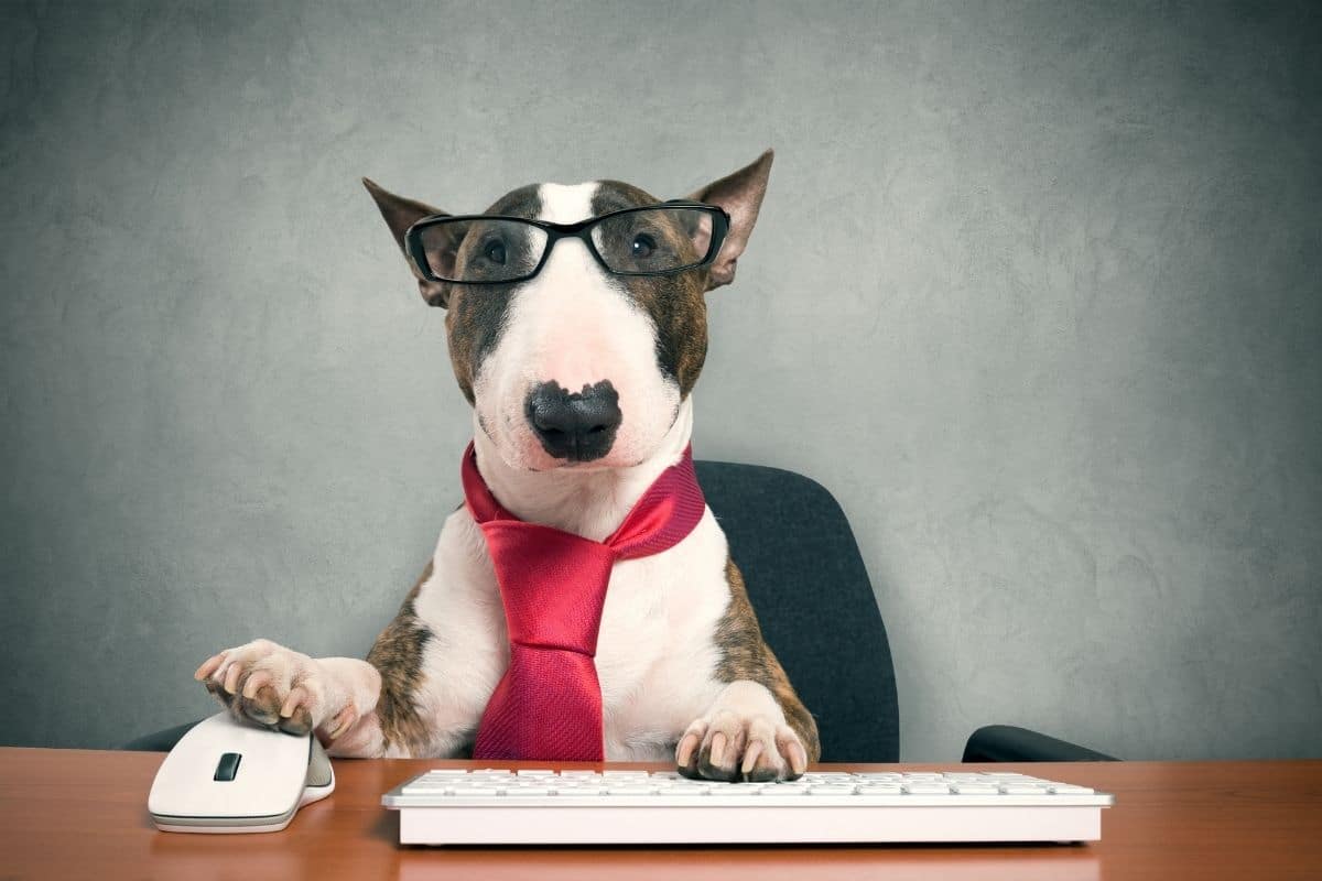 Smart looking dog with glasses with paws on keyboard and mouse sitting behind the desk
