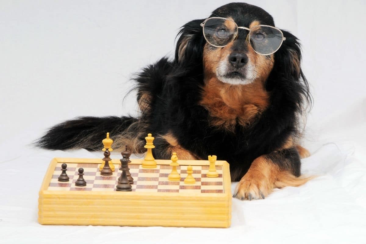 Black brown dog with glasses lying ont he white floor near chess