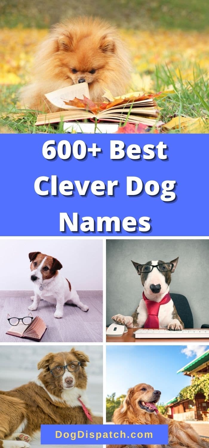 600-best-clever-dog-names-2022-updated-dog-dispatch