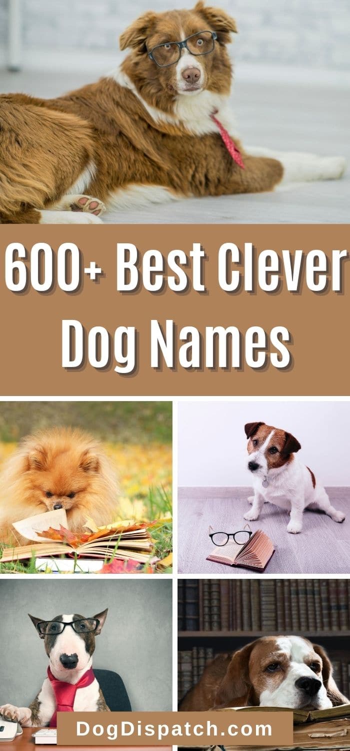 600+ Best Clever Dog Names (2022 Updated) - Dog Dispatch