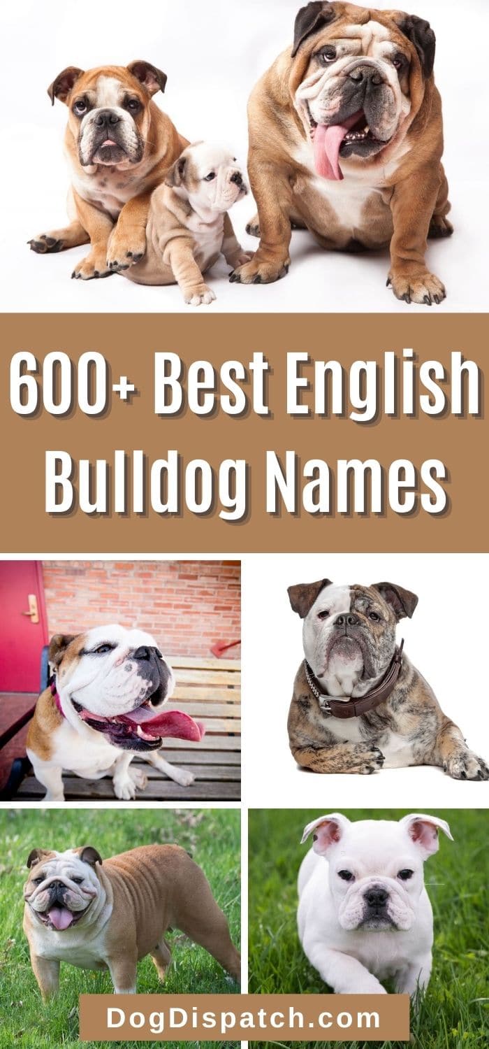 600+ Best English Bulldog Names (Updated 2022) - Dog Dispatch