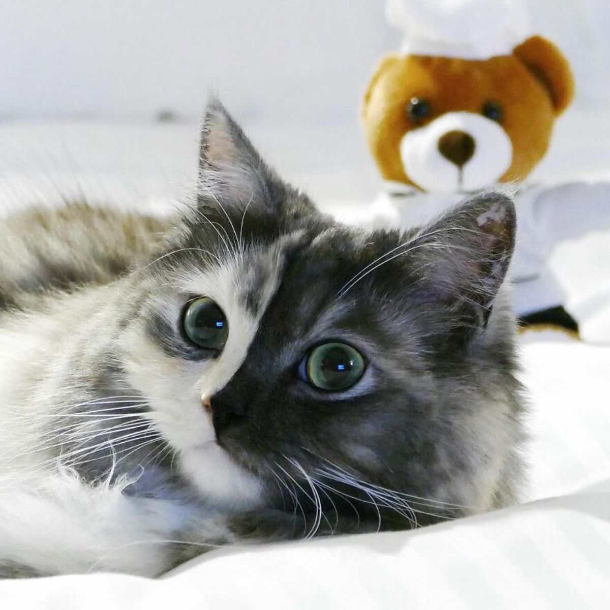 fluffy cat with right side of face being grey and left side being black laying on a white bed