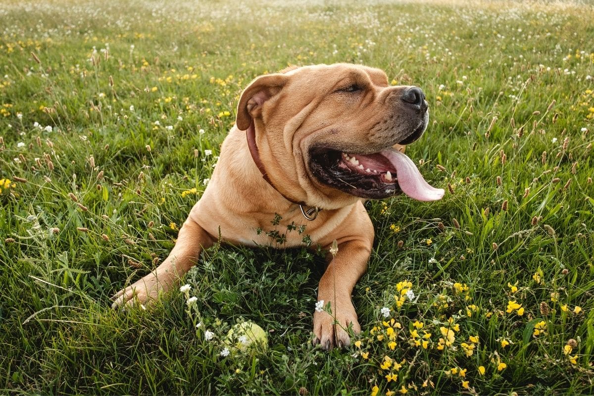 Brown Cane Corso lying on the grass field