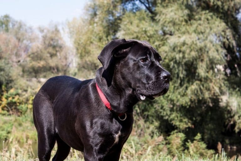 700+ Best Cane Corso Names (2022 Updated) - Dog Dispatch