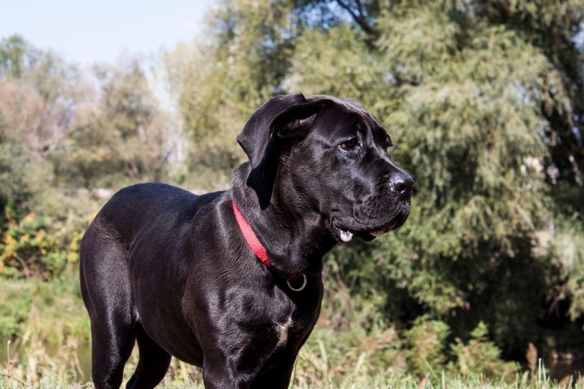 Female Cane Corso with red collar in the woods