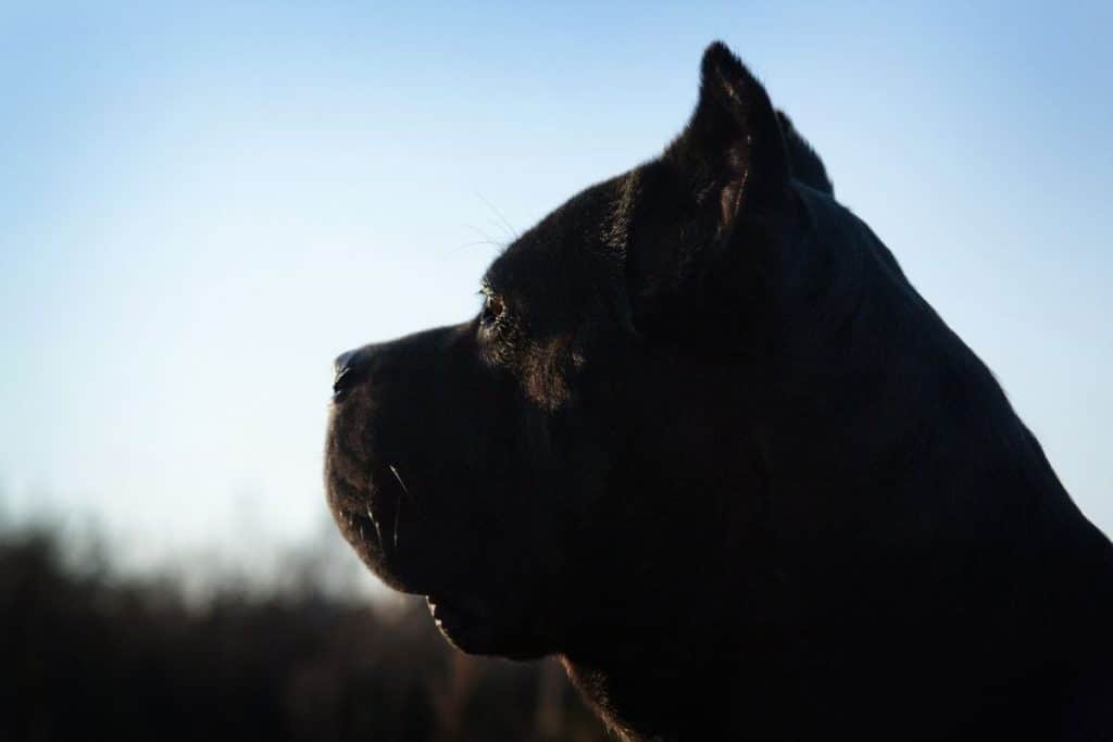 700 Best Cane Corso Names 2022 Updated Dog Dispatch   700 Best Cane Corso Names Big First 1024x683 