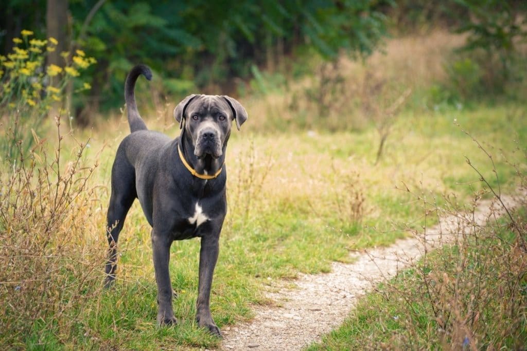 700 Best Cane Corso Names 2022 Updated Dog Dispatch   700 Best Cane Corso Names Big Male 1024x683 