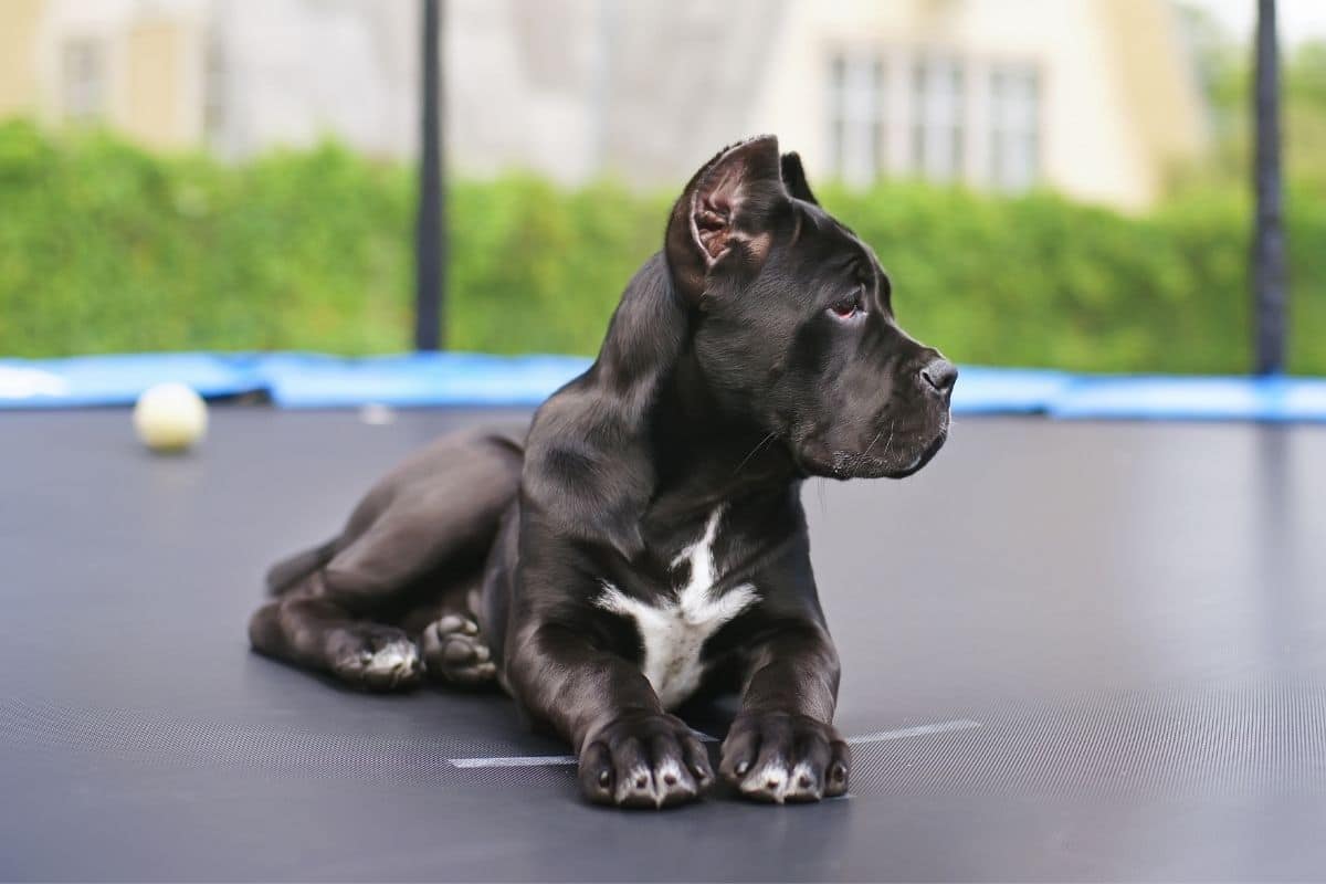 Black Cane Corso Puppy lying on the trampoline