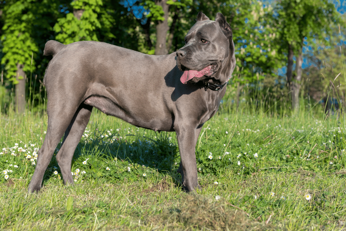Female Cane Corso standing on the grass