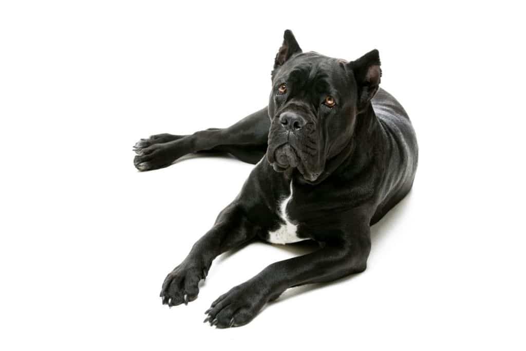 700 Best Cane Corso Names 2022 Updated Dog Dispatch   700 Best Cane Corso Names Popular 1024x683 