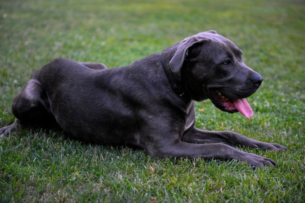 Female Cane Corso lying on the grass